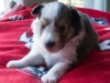 Drumlin Puppy Female 3 weeks