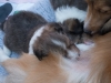20150926-Drumlin_Kennel-00110.jpg