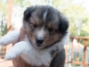 20150926-Drumlin_Kennel-00117.jpg