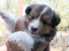 20150926-Drumlin_Kennel-00118.jpg
