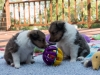 20150926-Drumlin_Kennel-00123.jpg