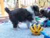 20150926-Drumlin_Kennel-00126.jpg