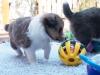 20150926-Drumlin_Kennel-00127.jpg