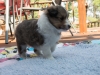 20150926-Drumlin_Kennel-00130.jpg