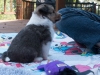 20150926-Drumlin_Kennel-00134.jpg