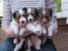 20150926-Drumlin_Kennel-00142.jpg