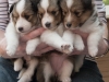 20150926-Drumlin_Kennel-00144.jpg
