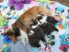20150926-Drumlin_Kennel-00163.jpg