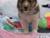 20150926-Drumlin_Kennel-00170.jpg