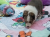 20150926-Drumlin_Kennel-00172.jpg