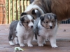 20150926-Drumlin_Kennel-00173.jpg