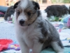 20150926-Drumlin_Kennel 174-.jpg