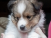 Drumlin Puppy female Curry 5 weeks.