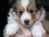 Drumlin Puppy female Curry 5 weeks.