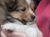 Drumlin Puppy female Chia 5 weeks.
