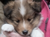 Drumlin Puppy female Chia 5 weeks.