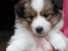 Drumlin Puppy female Ceylon 5 weeks.