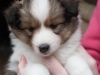 Drumlin Puppy female Ceylon 5 weeks.