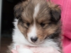 Drumlin Puppy male Cumin 5 weeks.