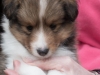 Drumlin Puppy male Cumin 5 weeks.