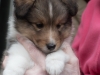 Drumlin Puppy female Cajun 5 weeks.