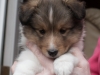 Drumlin Puppy female Cajun 5 weeks.