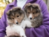 20151018-Drumlin_Shelties-0001.jpg