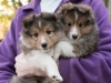 20151018-Drumlin_Shelties-0002.jpg