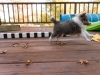 20151018-Drumlin_Shelties-0004.jpg