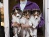 20151018-Drumlin_Shelties-0005.jpg