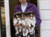 20151018-Drumlin_Shelties-0006.jpg