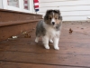 20151018-Drumlin_Shelties-0007.jpg