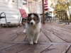 20151018-Drumlin_Shelties-0008.jpg