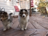 20151018-Drumlin_Shelties-0009.jpg