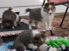 20151018-Drumlin_Shelties-0010.jpg