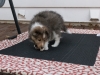 20151018-Drumlin_Shelties-0011.jpg