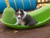 20151018-Drumlin_Shelties-0012.jpg