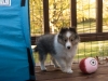 20151018-Drumlin_Shelties-0013.jpg