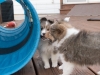 20151018-Drumlin_Shelties-0014.jpg