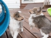 20151018-Drumlin_Shelties-0015.jpg