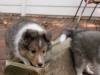 20151018-Drumlin_Shelties-0016.jpg