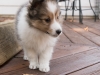 20151018-Drumlin_Shelties-0017.jpg