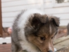 20151018-Drumlin_Shelties-0018.jpg