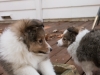 20151018-Drumlin_Shelties-0019.jpg