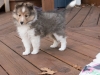 20151018-Drumlin_Shelties-0020.jpg