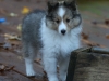 Drumlin Puppy 8 weeks old