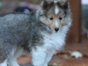Drumlin Puppy 8 weeks old