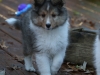 Drumlin Puppy 8 weeks old