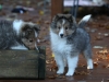 Drumlin Puppy 8 weeks old