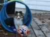 Drumlin Puppy 8 weeks old